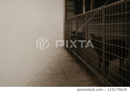 Cruel conditions for animals on a farm with cages. Space for text. 129179629