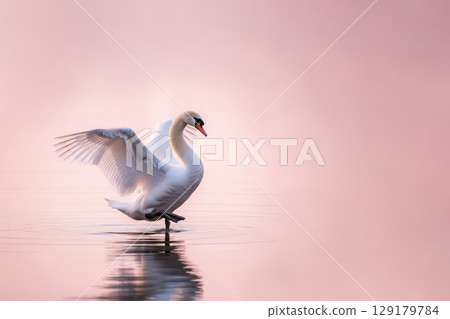 A white swan with outstretched wings on a pink background. Space for text. A white swan with outstretched wings on a pink background. Space for text. 129179784