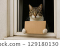 A cat in the window holds a cardboard sign in its paws. Space for text. 129180130