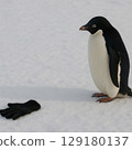 A penguin in the snow next to a black glove. 129180137