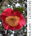 Camellia 129180146
