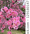 Kobai 129180147