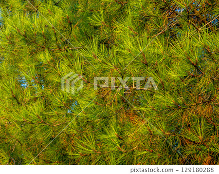 Background from needles. Coniferous tree branches with cones. Pure nature. Ecology. Environment. Background from needles. Coniferous tree branches with cones. Pure nature. Ecology. Environment. 129180288