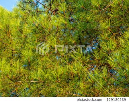 Background from needles. Coniferous tree branches with cones. Pure nature. Ecology. Environment. Background from needles. Coniferous tree branches with cones. Pure nature. Ecology. Environment. 129180289