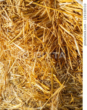 Hay background. Straw blocks. Heap of dry grass. Animal food. Hayloft.Harvesting. Hay background. Straw blocks. Heap of dry grass. Animal food. Hayloft.Harvesting. 129180310