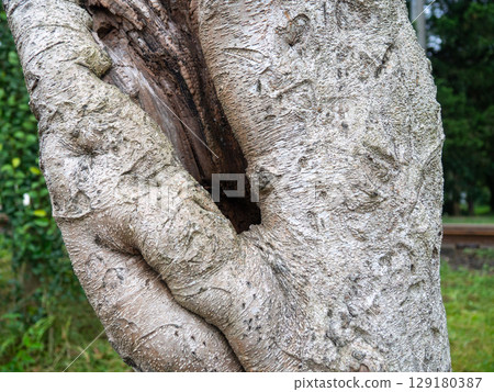 Rough tree trunk. Hollow in a crooked trunk. Rough tree trunk. Hollow in a crooked trunk. 129180387