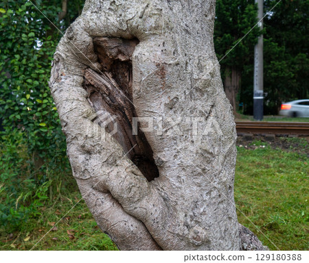 Rough tree trunk. Hollow in a crooked trunk. 129180388