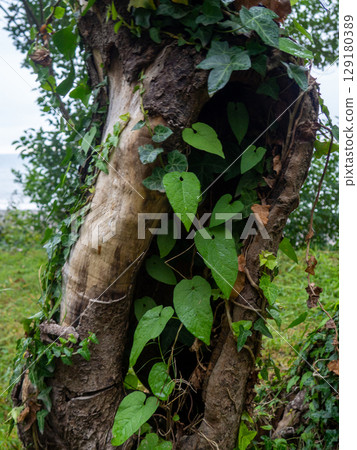 Rough tree trunk. Hollow in a crooked trunk. Rough tree trunk. Hollow in a crooked trunk. 129180389