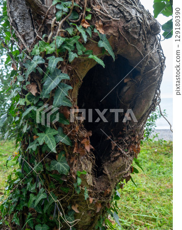 Rough tree trunk. Hollow in a crooked trunk. Rough tree trunk. Hollow in a crooked trunk. 129180390