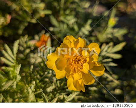 初夏花園中盛開的萬壽菊花 129180560