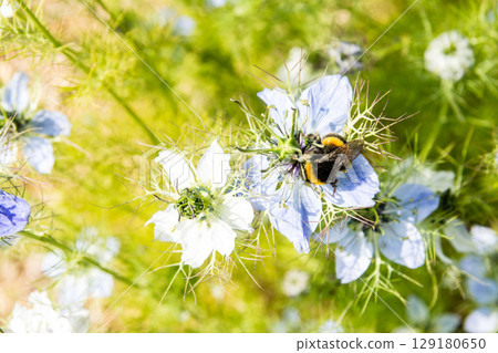 A bumblebee collecting nectar from small, light blue-purple flowers in full bloom under the bright sunlight in a park on the outskirts of London 129180650