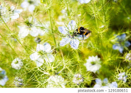 A bumblebee collecting nectar from small, light blue-purple flowers in full bloom under the bright sunlight in a park on the outskirts of London 129180651