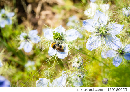 在倫敦郊區的一個公園裡，一隻大黃蜂在明媚的陽光下從盛開的淺藍紫色小花中採集花蜜 129180655