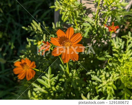 Orange flowers of yellow cosmos blooming in a garden in early summer 129180672