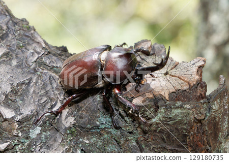 爬樹的甲蟲 129180735