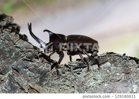 A beetle climbing a tree 129180811