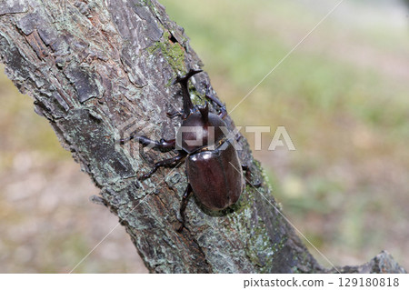 爬樹的甲蟲 爬樹的甲蟲 129180818