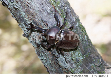 A beetle climbing a tree 129180881