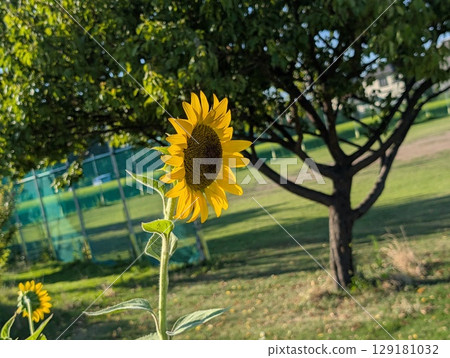 夏日公園裡盛開著黃色射線花和黑色管狀花的向日葵 129181032