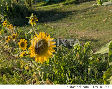 Sunflowers with yellow ray flowers and black tubular flowers blooming in a summer park Sunflowers with yellow ray flowers and black tubular flowers blooming in a summer park 129181034