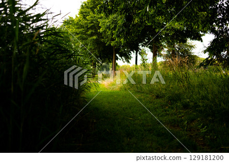 Lush green forest pathway with dense foliage and sunlight filtering through trees Lush green forest pathway with dense foliage and sunlight filtering through trees 129181200