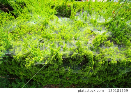 Full of spider webs 129181369