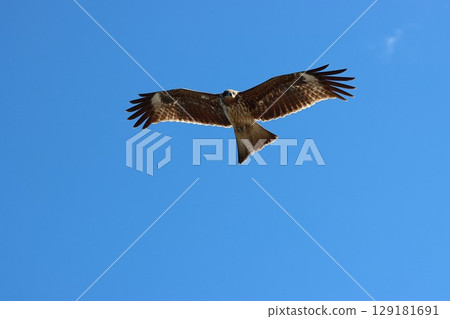 一隻黑鳶悠閒地在空中飄蕩 一隻黑鳶悠閒地在空中飄蕩 129181691