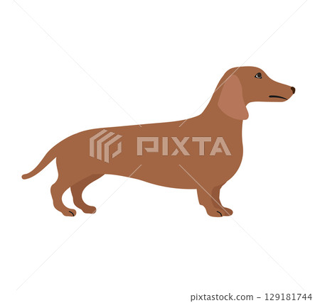 Vector flat hand drawn dachshund dog 129181744