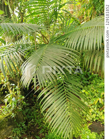 tropical green jungle tropical green jungle 129181852
