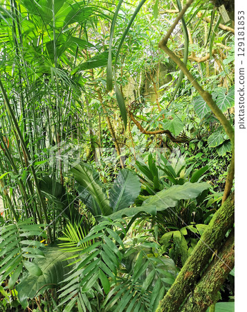 tropical green jungle tropical green jungle 129181853
