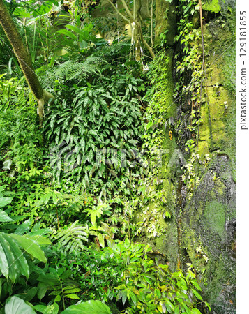 tropical green jungle tropical green jungle 129181855