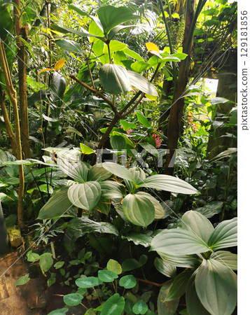 tropical green jungle tropical green jungle 129181856