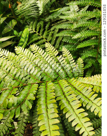 green fern leaves texture 129181858