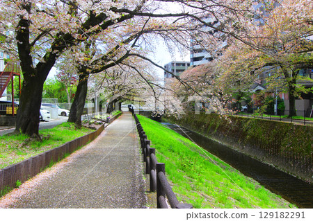 Cherry blossoms at Utada River 129182291