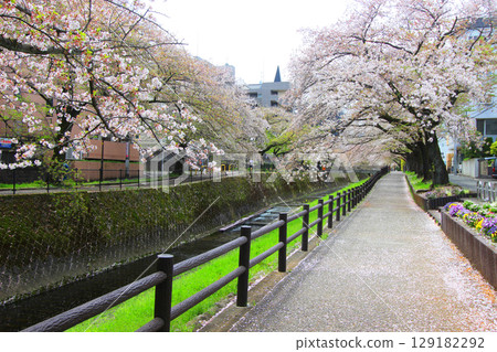 Cherry blossoms at Utada River 129182292