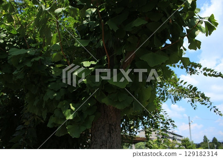 I took a photo of a ginkgo tree on a summer day. 129182314