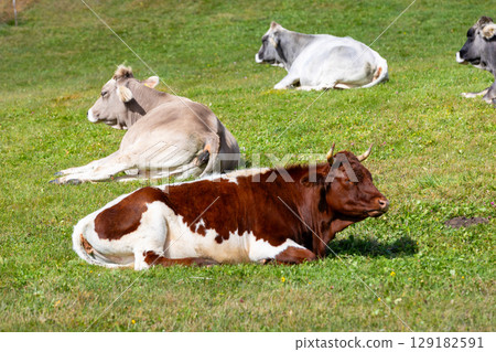 Cows resting on green grass pasture 129182591