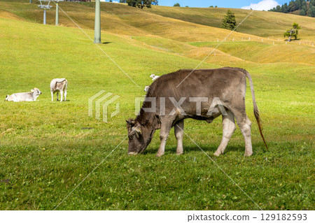 Cow eating grass on a green pasture 129182593