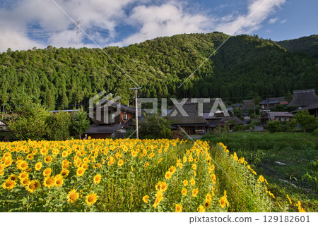 山京都：深山茅草村與向日葵田 22 129182601
