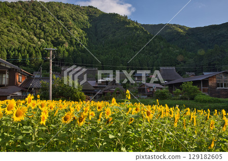 山京都：深山茅葺村和向日葵田 26 129182605