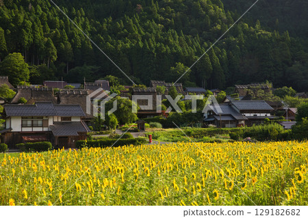 山京都:深山茅草村和向日葵田 36 山京都:深山茅草村和向日葵田 36 129182682