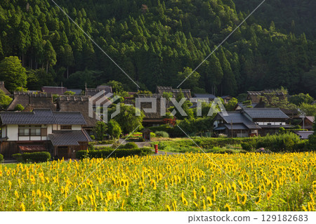 山京都:深山茅草村和向日葵田 37 山京都:深山茅草村和向日葵田 37 129182683