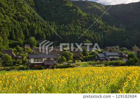 山京都:深山茅草村與向日葵田 38 山京都:深山茅草村與向日葵田 38 129182684