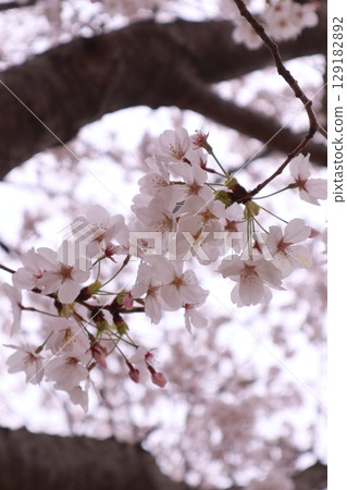 Landscape with cherry blossoms in spring 129182892
