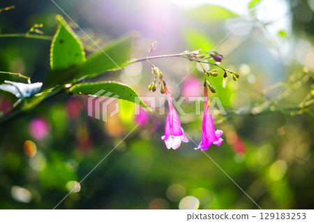 Blooming fresh couple pink Chinese rain bell or Strobilanthes Hamiltoniana flower in natural sunlight of bright day in garden. Copy space Blooming fresh couple pink Chinese rain bell or Strobilanthes Hamiltoniana flower in natural sunlight of bright day in garden. Copy space 129183253
