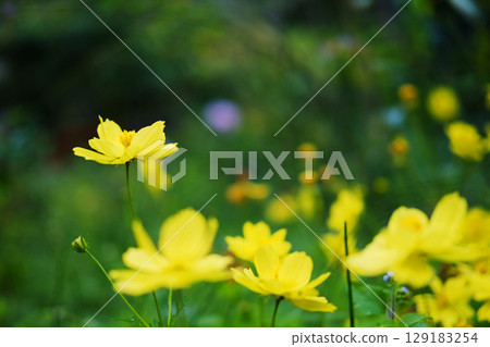 Blooming fresh yellow cosmos flower meadow field in grass field and natural sunlight in garden 129183254