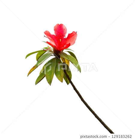 Beautiful blooming a single red azalea flowers branch isolated on white background with clipping path Beautiful blooming a single red azalea flowers branch isolated on white background with clipping path 129183262