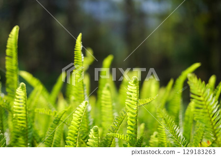 Close up fresh fern leaves plant in tropical forest background Close up fresh fern leaves plant in tropical forest background 129183263