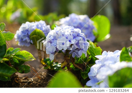 Close up blooming purple and violet Hydrangea flowers on green lawn of mountain in natural sunlight on summer of garden Close up blooming purple and violet Hydrangea flowers on green lawn of mountain in natural sunlight on summer of garden 129183264
