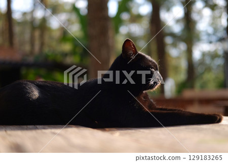 Adorable a tabby black cat sitting on wooden terrace in natural sunlight in countryside of Asian. Copy space Adorable a tabby black cat sitting on wooden terrace in natural sunlight in countryside of Asian. Copy space 129183265